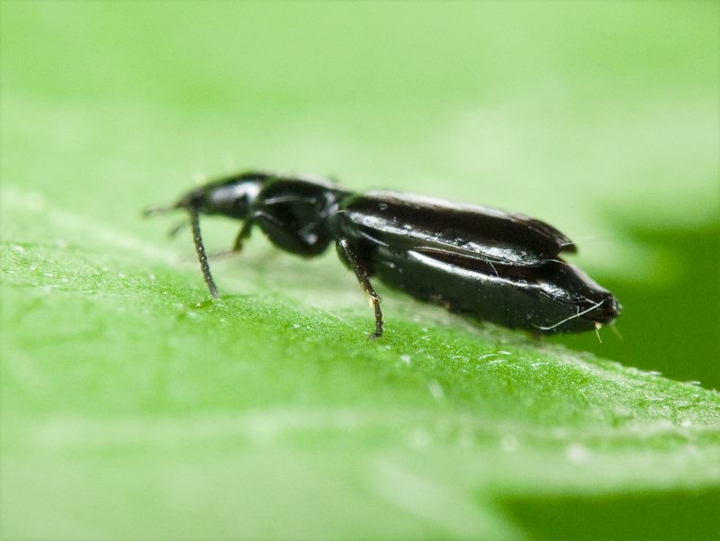 Microlestes gracilicornis Holdhaus, 1912